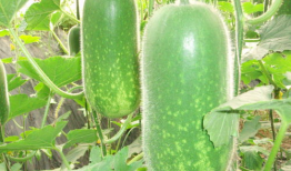 沧州吃瓜爆料视频大全,视频大全揭秘当地热点事件